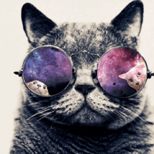 Cat Cool Universe